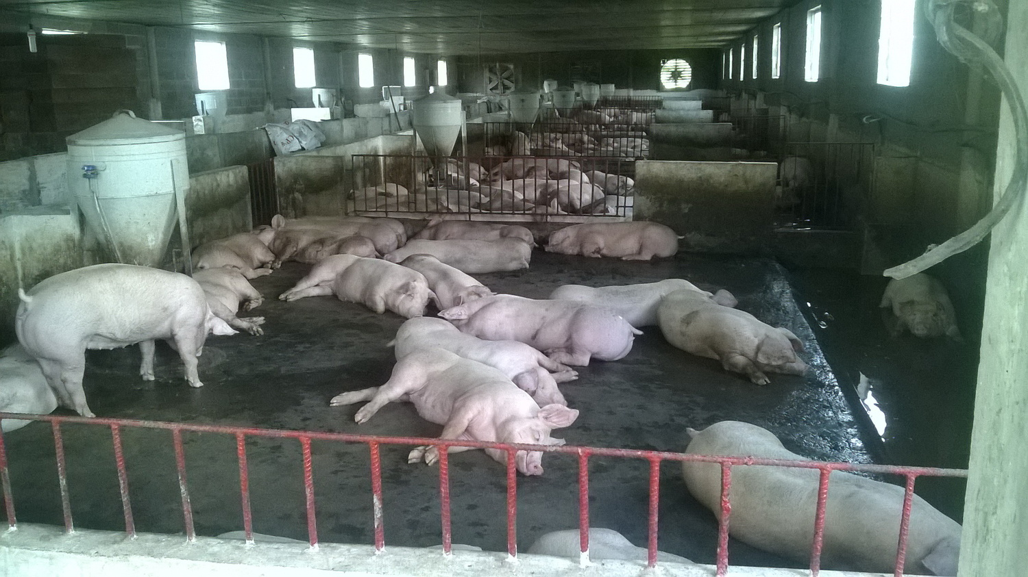 Lợn cắp nách là lợn gì ở Tuyên Quang tết đến thương lái bắt vô số đưa lên  ô tô bán đắt hàng