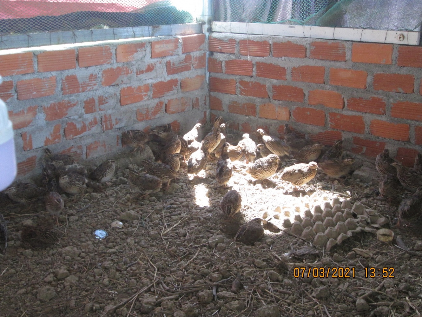 Trang trại nuôi chim cút an toàn - Nghề nông